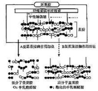 原果膠酶作用機製圖解