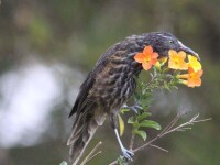 吸蜜鳥科