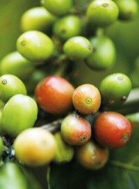 未成熟咖啡豆
