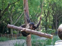 上海野生動物園