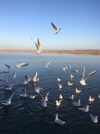 青海湖鳥島