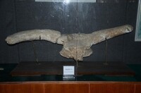 原始動物類化石