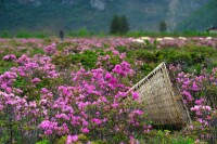 杜鵑花海