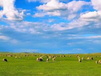呼倫貝爾大草原