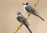 灰山椒鳥