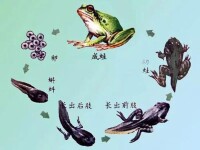 青蛙發育過程