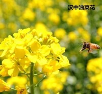 油菜花之戀[嚴成王演唱的歌曲]