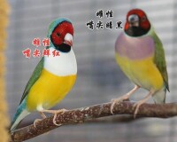 七彩文鳥