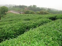 茶葉種植基地