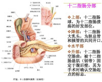 十二指腸懸韌帶