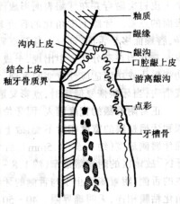 牙周組織