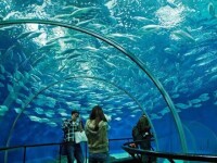 上海海洋水族館圖片集（1）