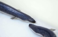 台山鰻魚