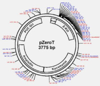 分子克隆載體