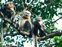 越南金絲猴