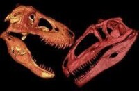 霸王龍頭骨和南方巨獸龍頭骨
