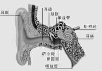 耳部結構