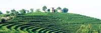 普洱茶產區