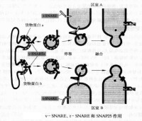 融合錨定蛋白的作用