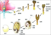 花的發育