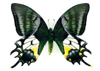 金斑喙鳳蝶（雌）