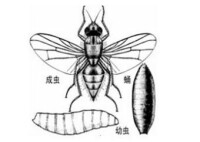 落葉松球果花蠅