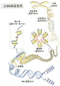 生物種姓遺傳漂移