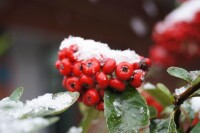 南京大學仙林校區植物資源