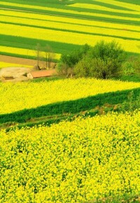 油菜花開