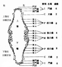 齒式