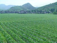 院子村規範種植的玉米