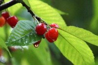 通城縣黃袍山櫻桃和櫻桃花