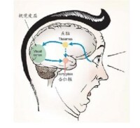 視覺皮層結構