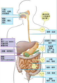 消化