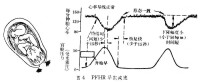 胎兒監護儀