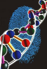 DNA指紋圖譜試驗