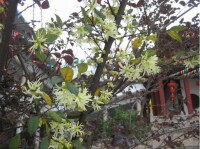 廣州法雨寺