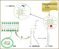 葉綠素與細胞色素的血紅素輔基之結構比較