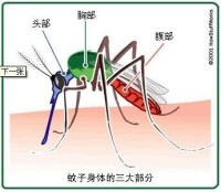 蚊子身體的三大部分