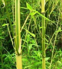 綠皮黃筋竹