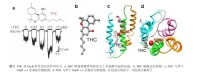 THC對GlyR的作用及其作用位點