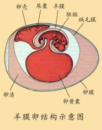 羊膜卵