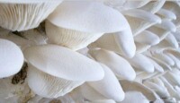 白靈菇的菇蕾