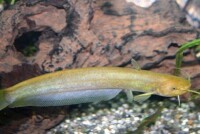 山鯰魚