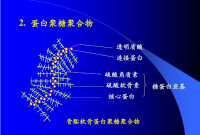 蛋白聚糖的結構