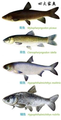 濕地魚類主要種類