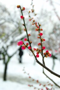 雪中梅花