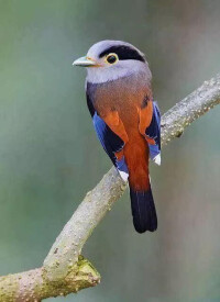 銀胸絲冠鳥（中國）