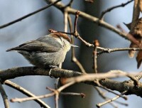 棕頭鳾指名亞種