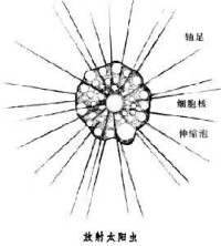 太陽蟲目